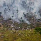 Pecuária, a máquina que move o desmatamento da Amazônia