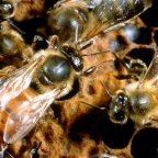 Tipo de pesticida comum reduz as chances de uma abelha rainha começar uma nova colônia