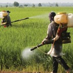 Chega de Agrotóxicos – Assine já pela aprovação da Política Nacional de Redução de Agrotóxicos