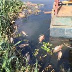 Peixes aparecem mortos no lago de Rochedo, no rio Meia Ponte.